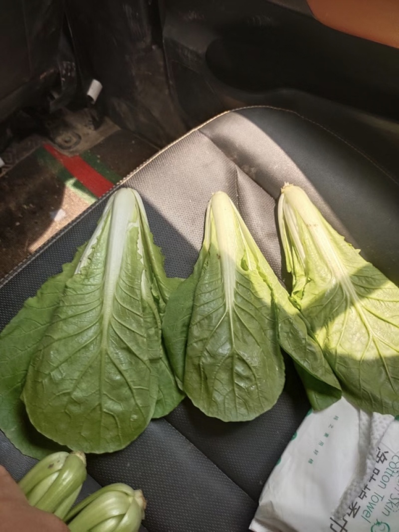 山东快菜毛白菜小白菜全年有货大棚种植可视频看货全国