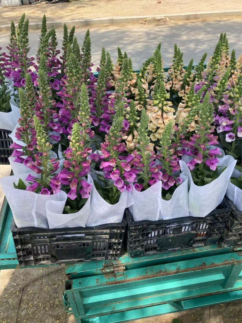 精品毛地黄优质毛地黄毛地黄种植基地自产自销