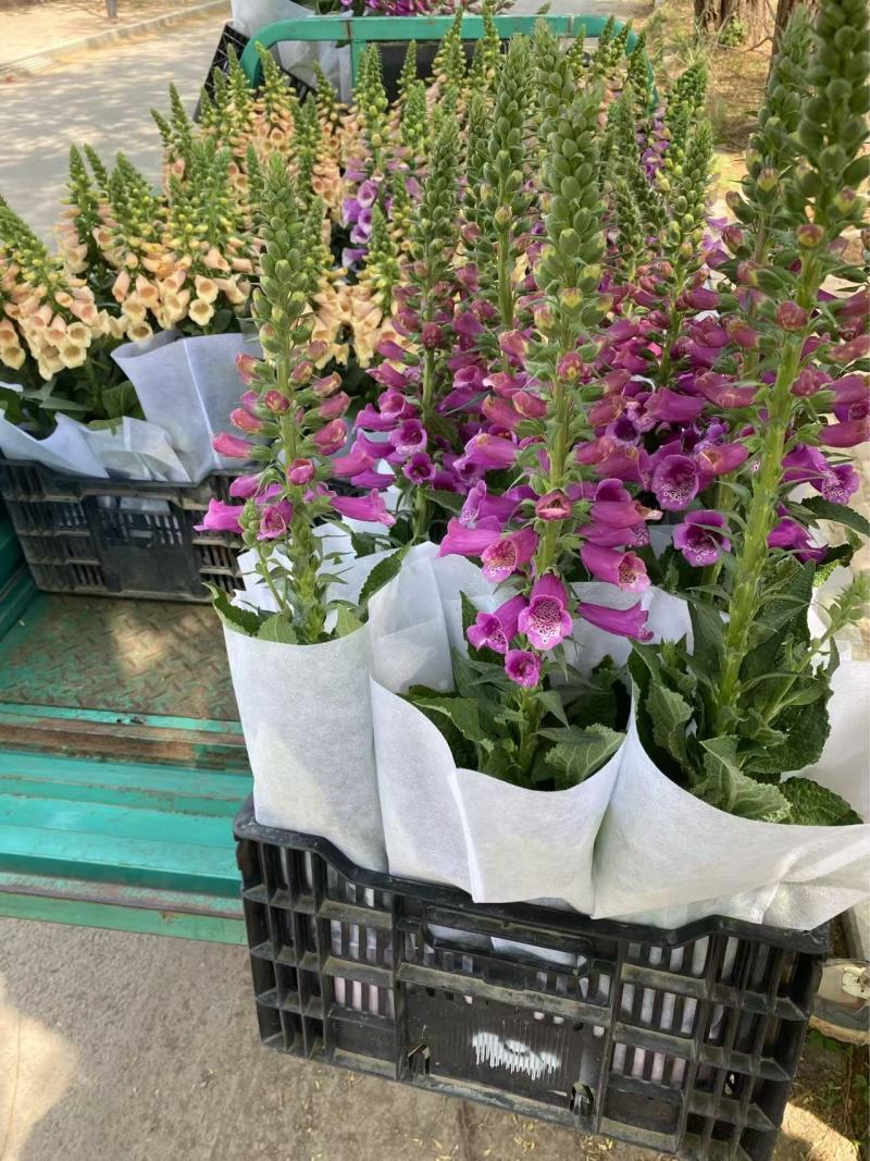 精品毛地黄优质毛地黄毛地黄种植基地自产自销