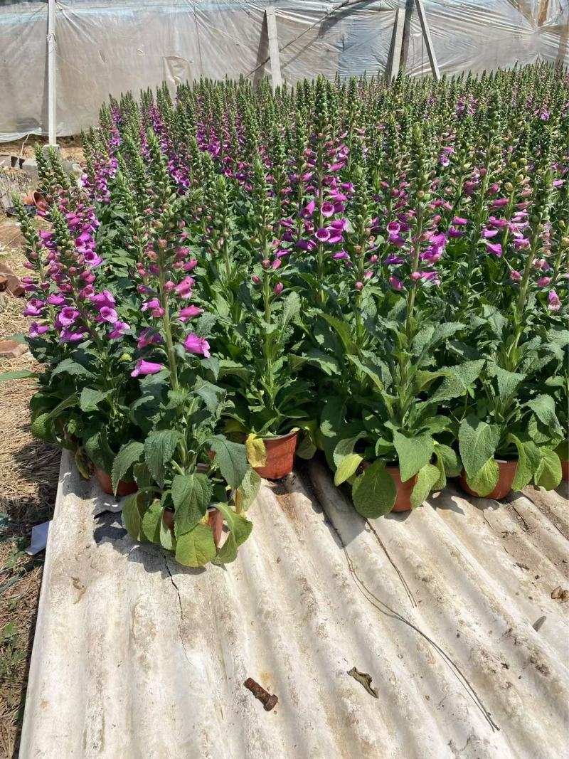 精品毛地黄优质毛地黄毛地黄种植基地自产自销