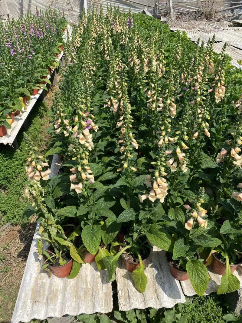 精品毛地黄优质毛地黄毛地黄种植基地自产自销