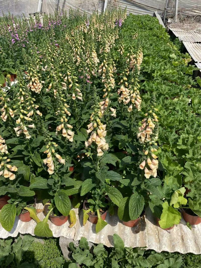 精品毛地黄优质毛地黄毛地黄种植基地自产自销