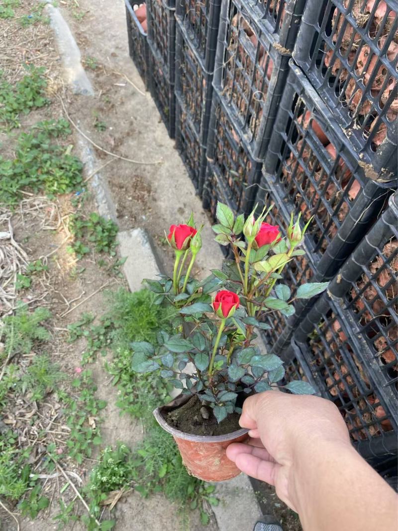 精品微型玫瑰优质微型玫瑰微型玫瑰自产自销