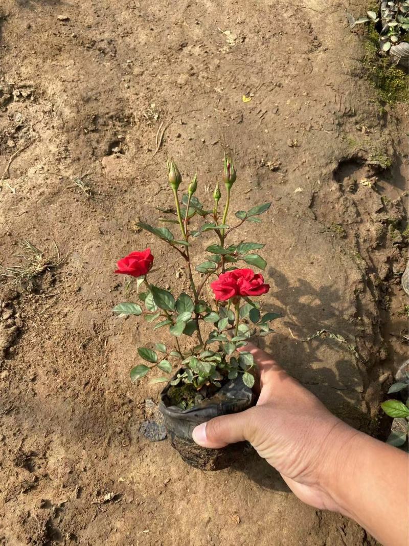 精品微型玫瑰优质微型玫瑰微型玫瑰自产自销