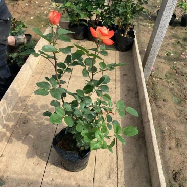 精品品种月季。优质品种月季。品种月季自产自销