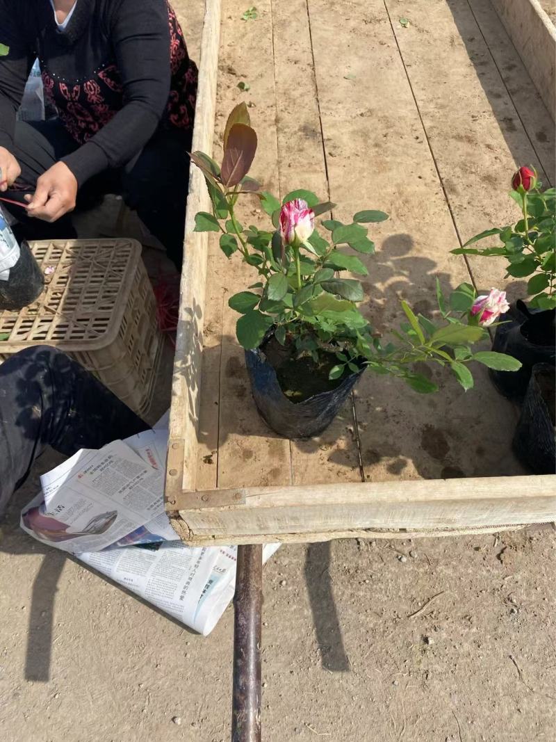 精品品种月季。优质品种月季。品种月季自产自销
