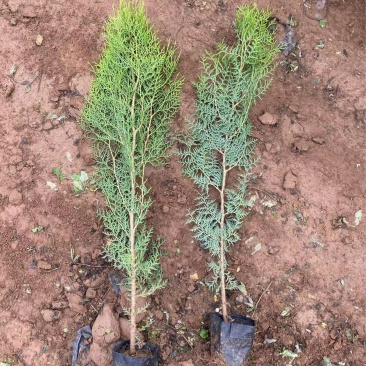 精品侧柏优质侧柏侧柏种植基地侧柏