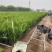 精品侧柏优质侧柏侧柏种植基地侧柏