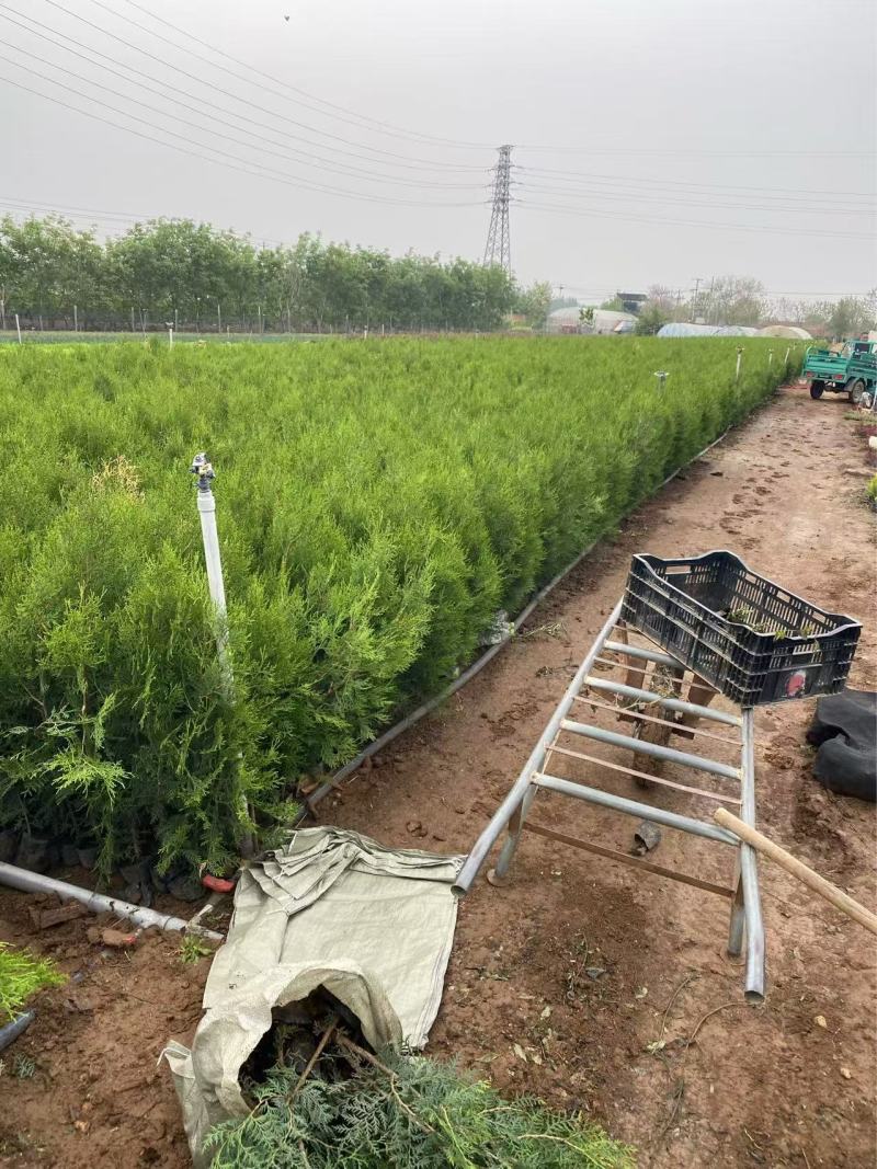精品侧柏优质侧柏侧柏种植基地侧柏