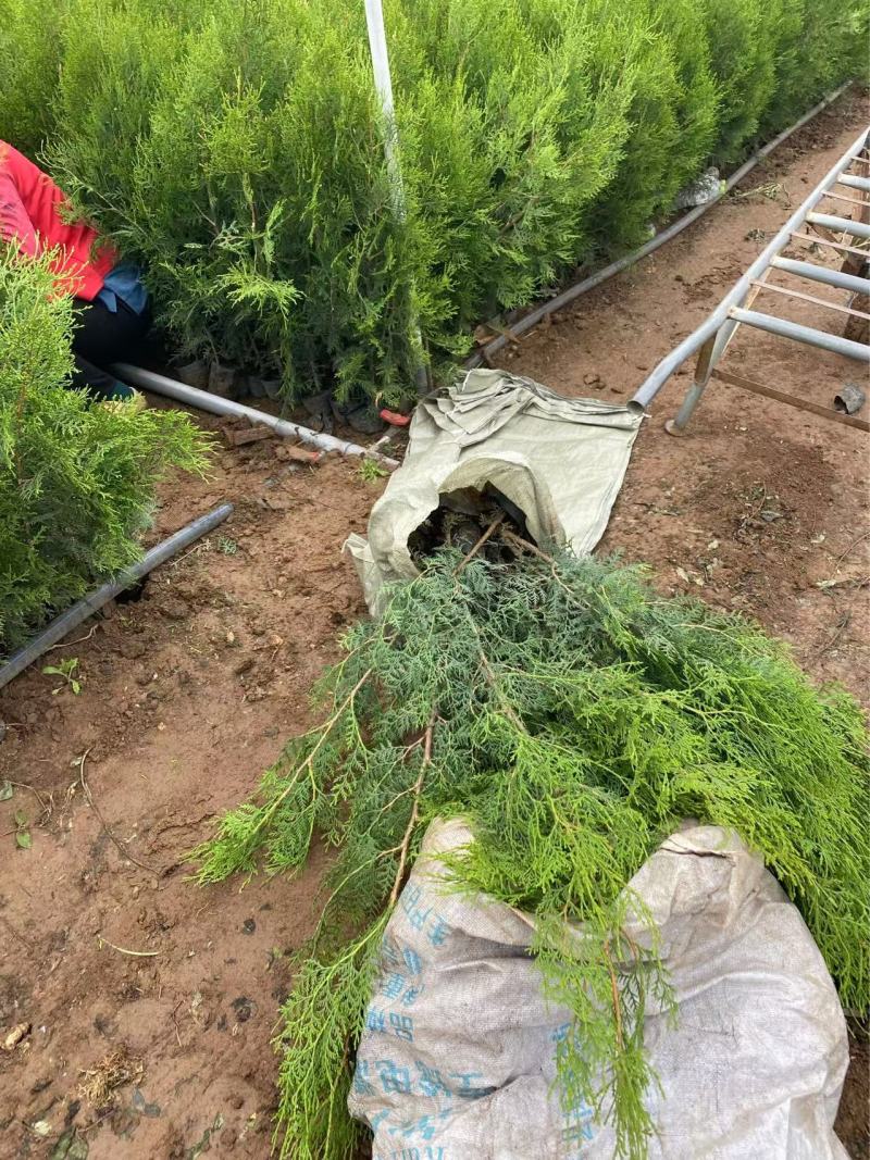 精品侧柏优质侧柏侧柏种植基地侧柏
