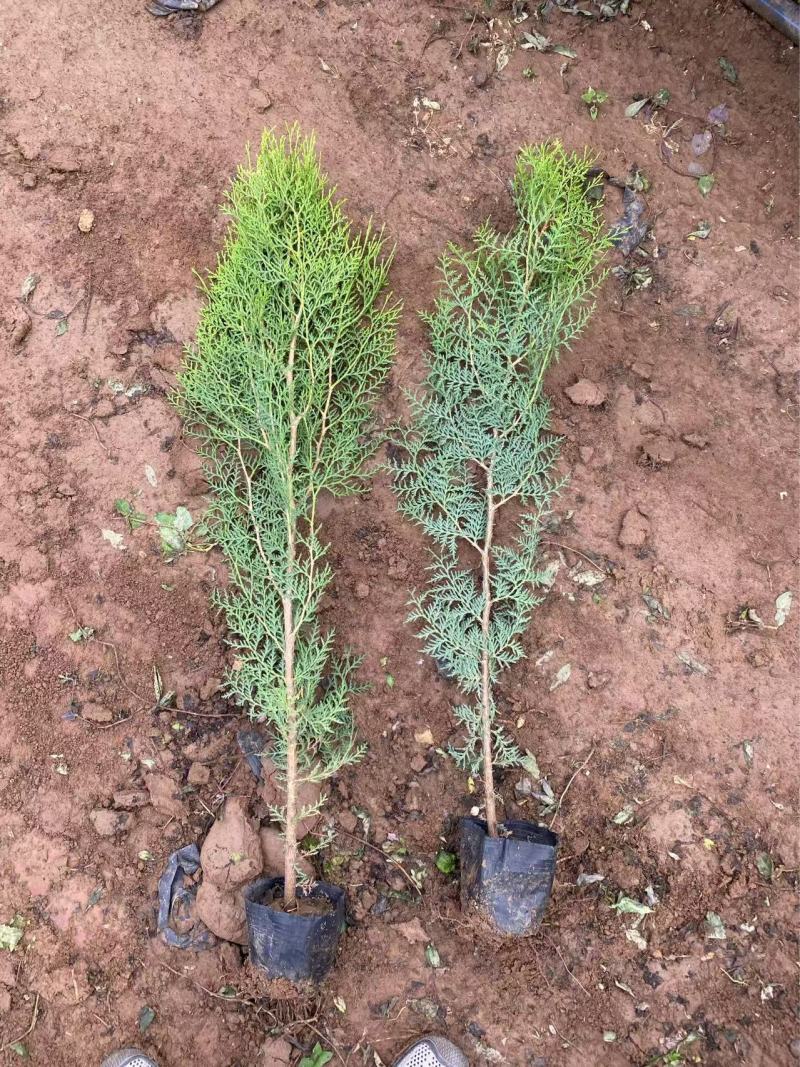 精品侧柏优质侧柏侧柏种植基地侧柏