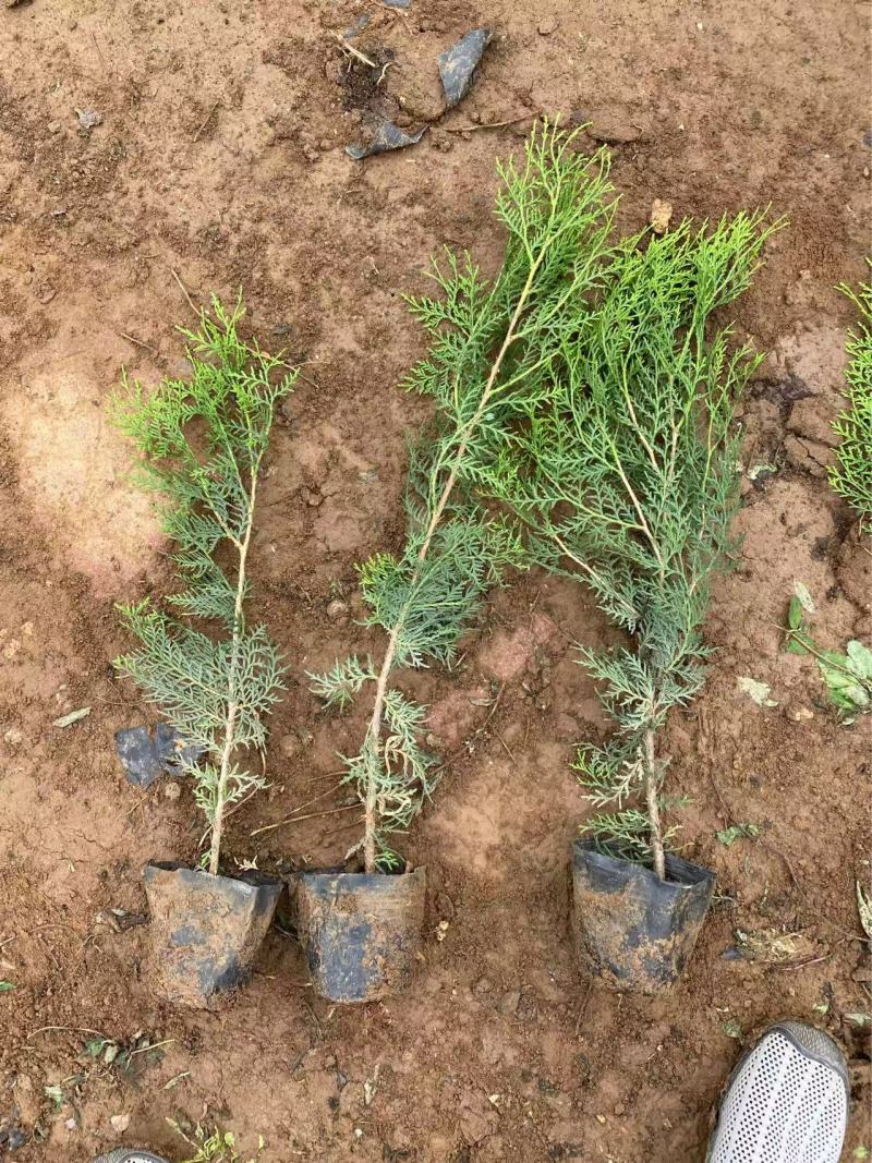 精品侧柏优质侧柏侧柏种植基地侧柏