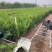 精品侧柏优质侧柏侧柏种植基地侧柏