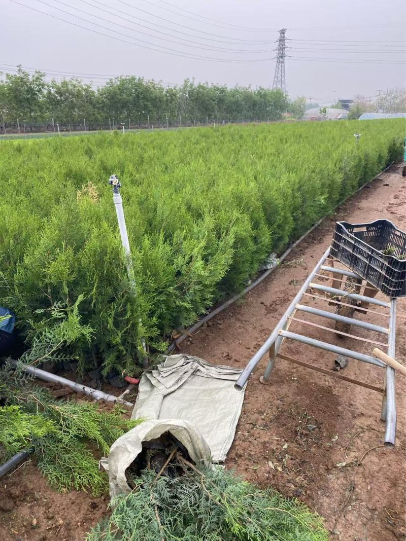 精品侧柏优质侧柏侧柏种植基地侧柏