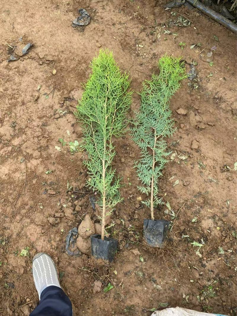 精品侧柏优质侧柏侧柏种植基地侧柏