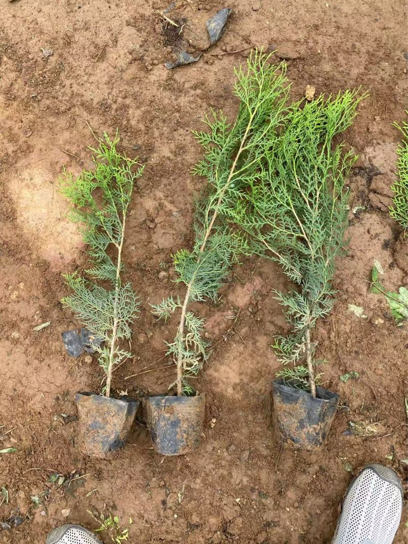 精品侧柏优质侧柏侧柏种植基地侧柏
