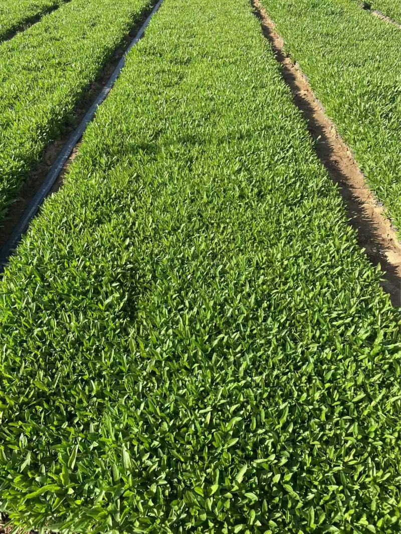 精品假龙头优质假龙头假龙头自产自销