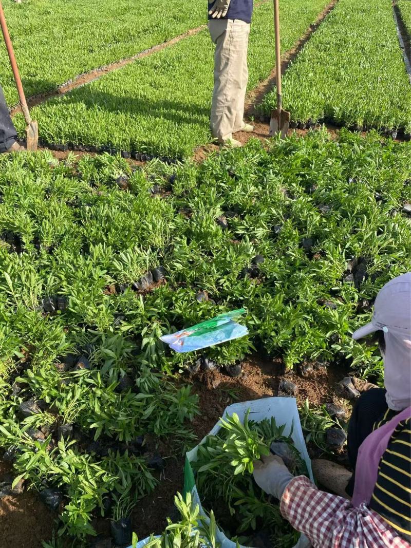 精品假龙头优质假龙头假龙头自产自销