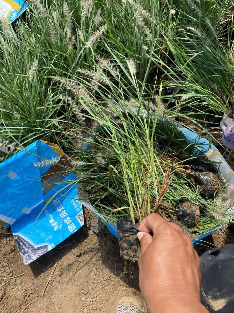 精品东方狼尾草优质东方狼尾草东方狼尾草自产自
