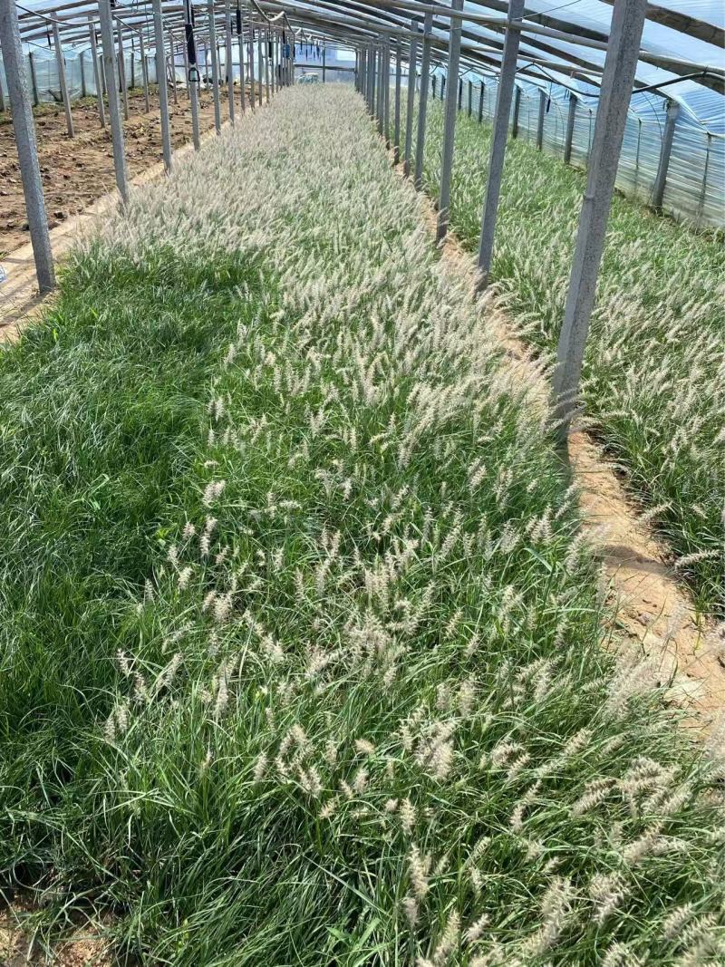 精品东方狼尾草优质东方狼尾草东方狼尾草自产自