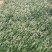 精品东方狼尾草优质东方狼尾草东方狼尾草自产自