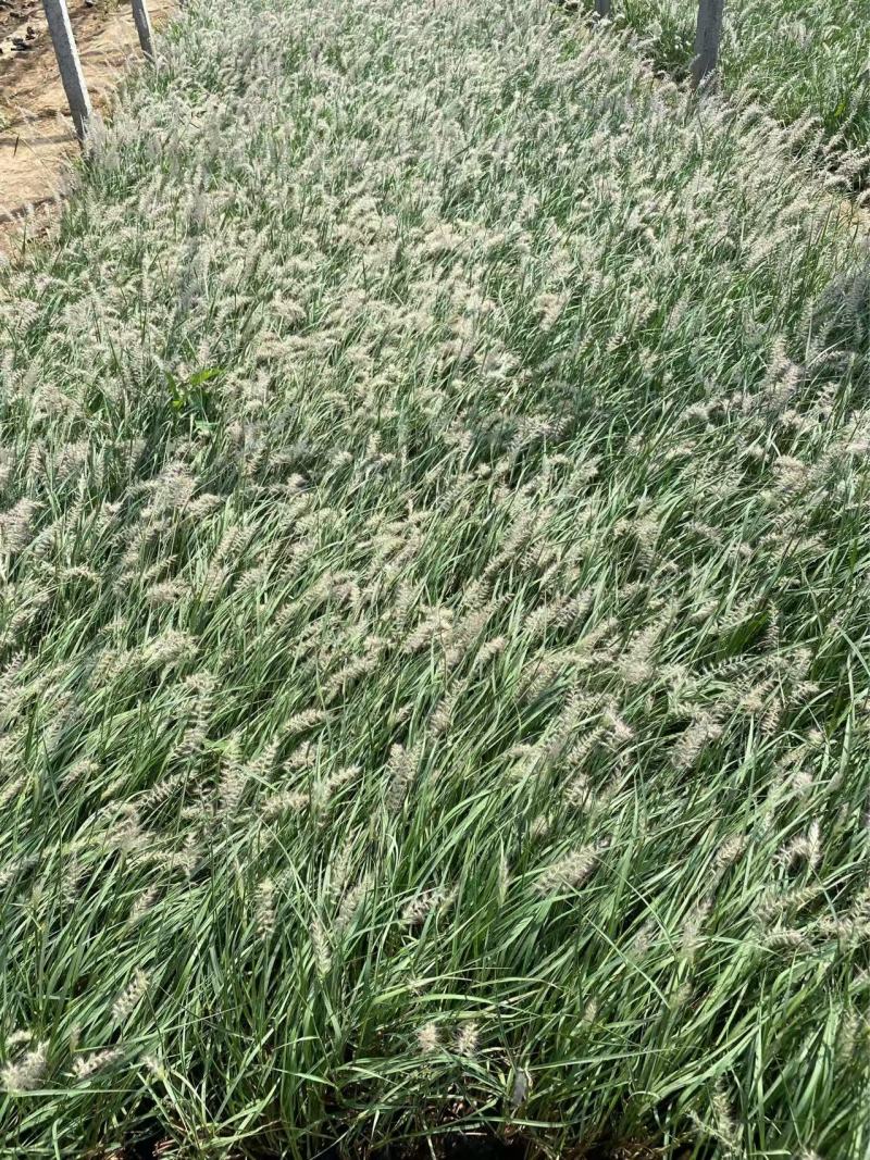 精品东方狼尾草优质东方狼尾草东方狼尾草自产自