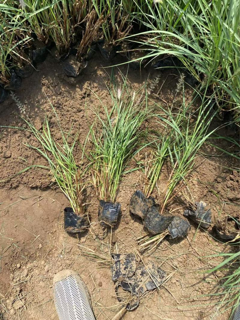 精品大布尼狼尾草优质大布尼狼尾草大布尼狼尾草