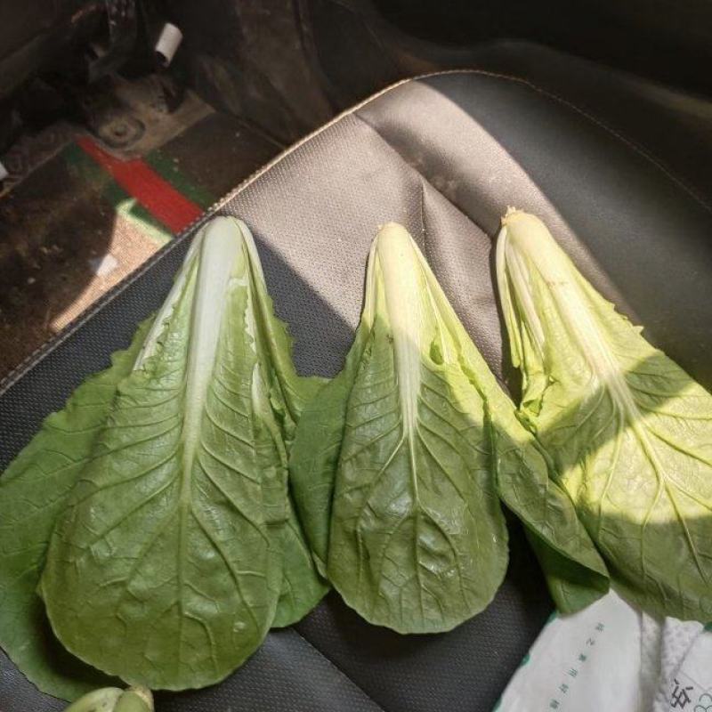 常年供货精品快菜全国供货大棚种植品质保证量大从优