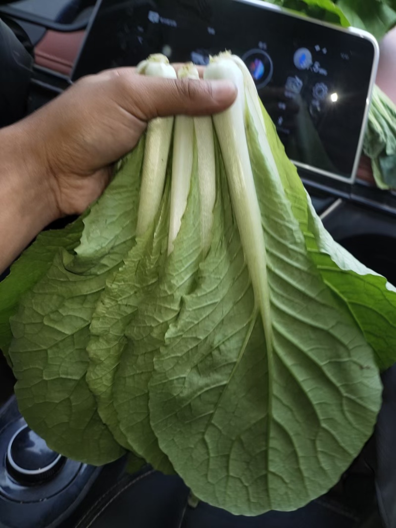 常年供货精品快菜全国供货大棚种植品质保证量大从优