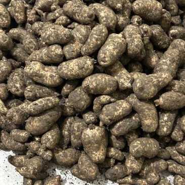 甘肃新鲜乌天麻大量上市产地直发价格优惠支持视频看货
