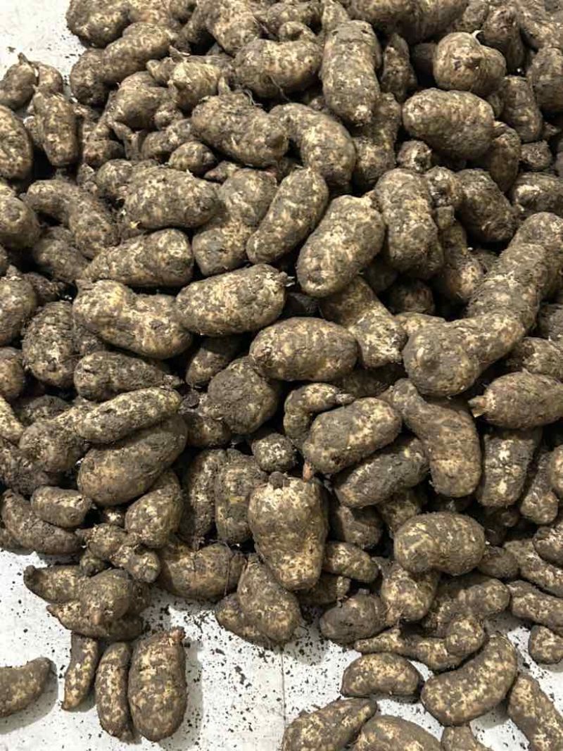 甘肃新鲜乌天麻大量上市产地直发价格优惠支持视频看货