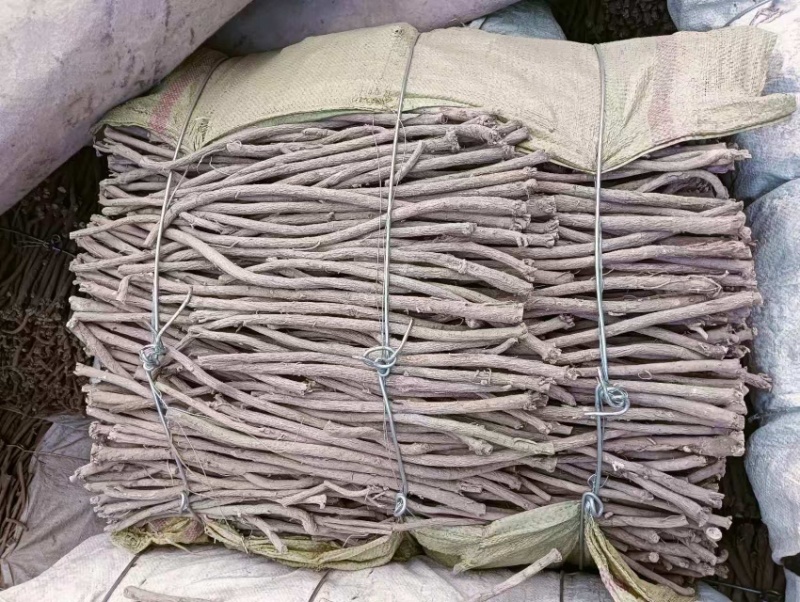 优选保含量黄芪条