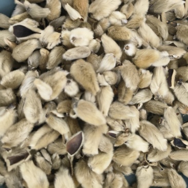 正宗中药材辛夷大小两种规格，可视频
