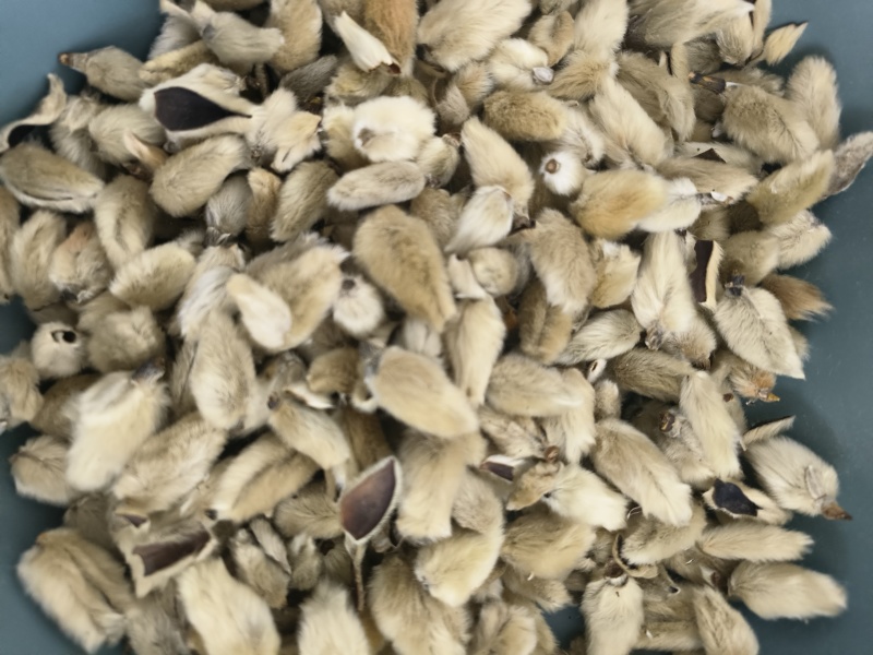 正宗中药材辛夷大小两种规格，可视频