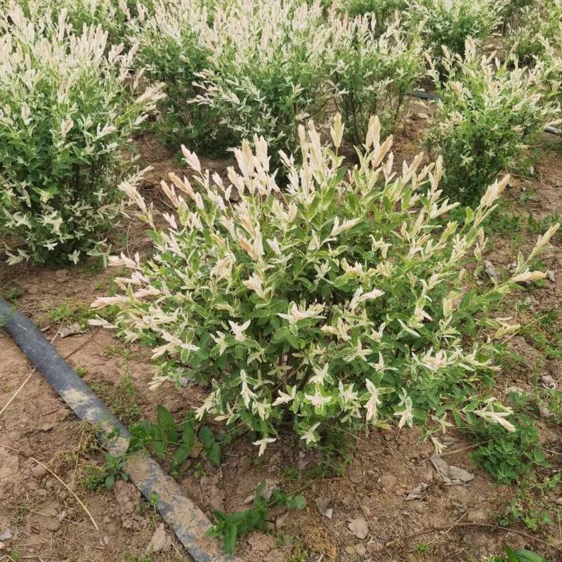 彩叶杞柳基地，杯苗地苗，色泽鲜艳，植株健壮，各种规格齐全