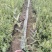 彩叶杞柳基地，杯苗地苗，色泽鲜艳，植株健壮，各种规格齐全