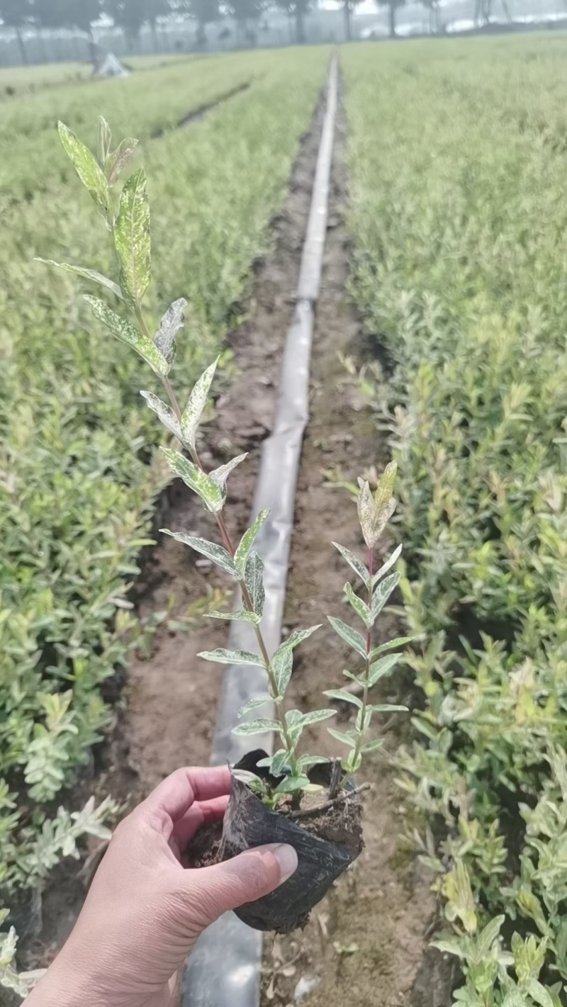 彩叶杞柳基地，杯苗地苗，色泽鲜艳，植株健壮，各种规格齐全