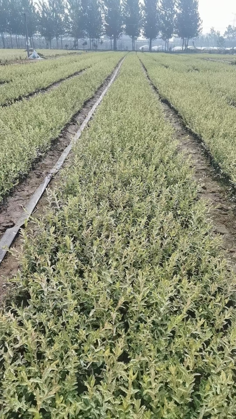 彩叶杞柳基地，杯苗地苗，色泽鲜艳，植株健壮，各种规格齐全