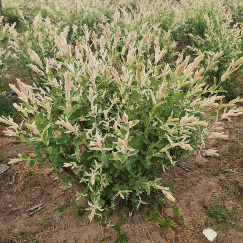彩叶杞柳基地，杯苗地苗，色泽鲜艳，植株健壮，各种规格齐全