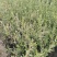 彩叶杞柳基地，杯苗地苗，色泽鲜艳，植株健壮，各种规格齐全