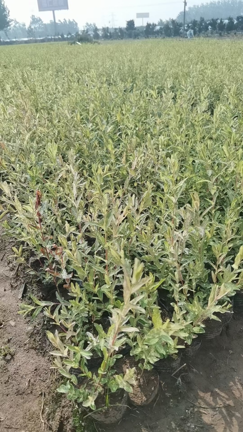 彩叶杞柳基地，杯苗地苗，色泽鲜艳，植株健壮，各种规格齐全