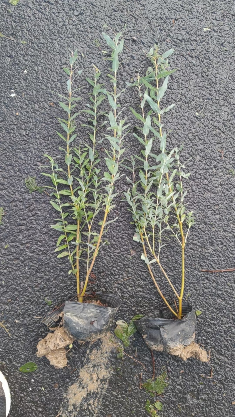 彩叶杞柳基地，杯苗地苗，色泽鲜艳，植株健壮，各种规格齐全