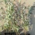 彩叶杞柳基地，杯苗地苗，色泽鲜艳，植株健壮，各种规格齐全