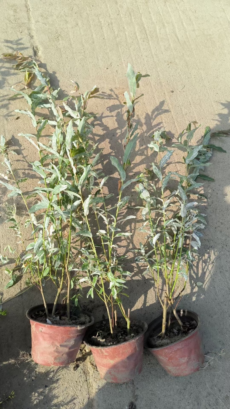 彩叶杞柳基地，杯苗地苗，色泽鲜艳，植株健壮，各种规格齐全