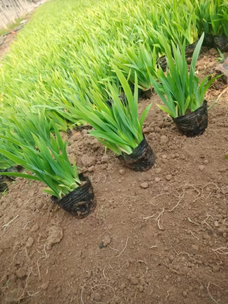 鸢尾基地，杯苗地苗，色泽鲜艳，植株健壮，各种规格齐全