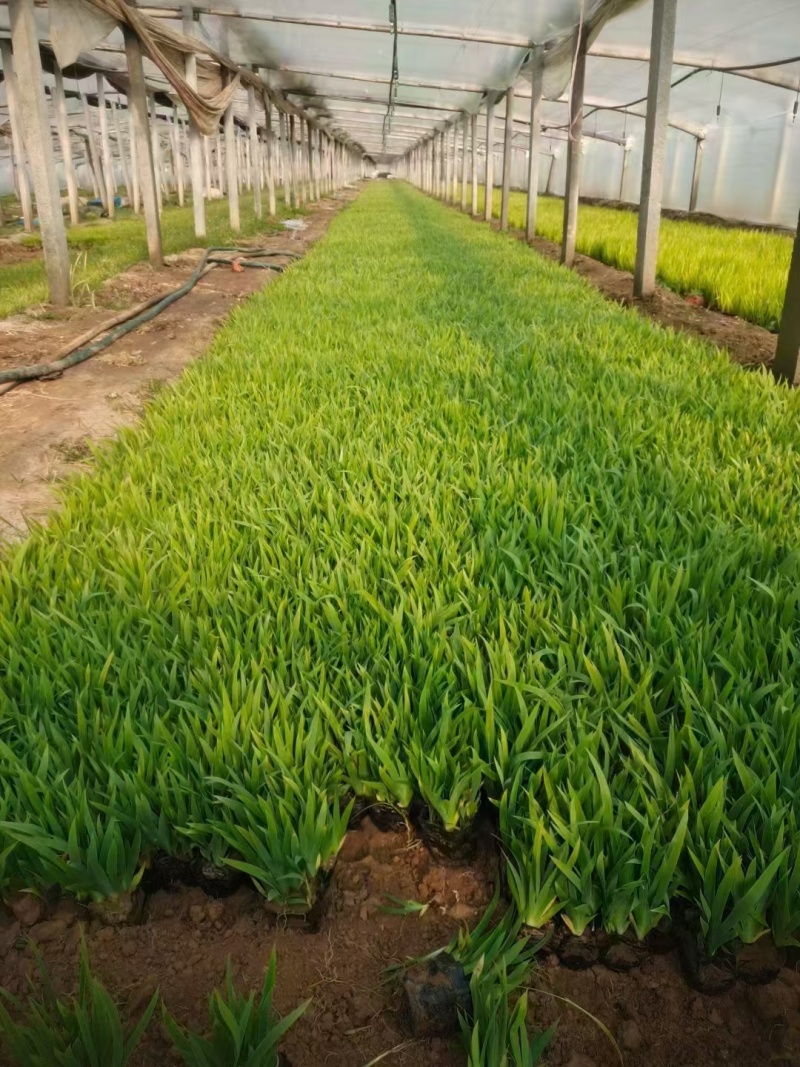鸢尾基地，杯苗地苗，色泽鲜艳，植株健壮，各种规格齐全