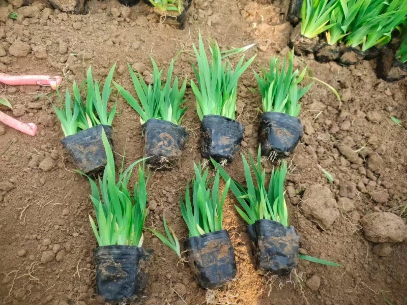 鸢尾基地，杯苗地苗，色泽鲜艳，植株健壮，各种规格齐全