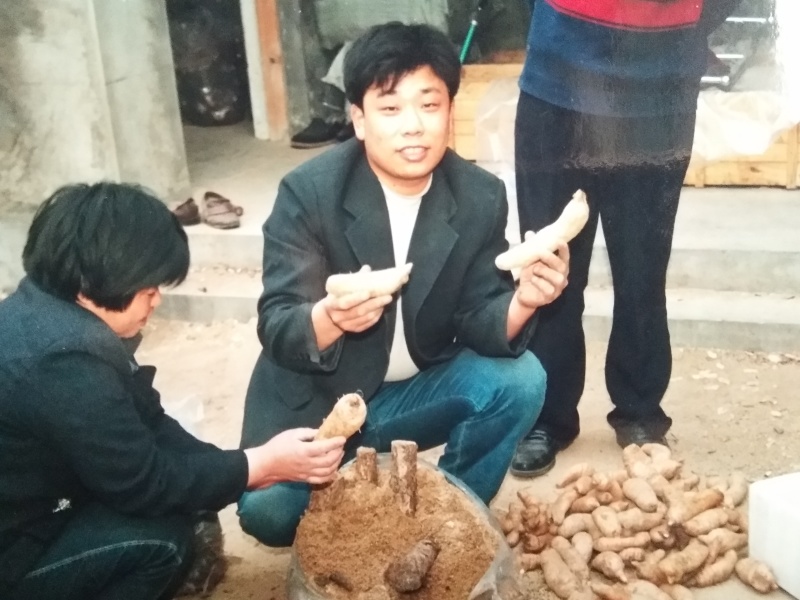 天麻种子，天麻蜜环菌