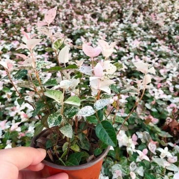 花叶洛石基地，杯苗地苗，色泽鲜艳，植株健壮，各种规格齐全