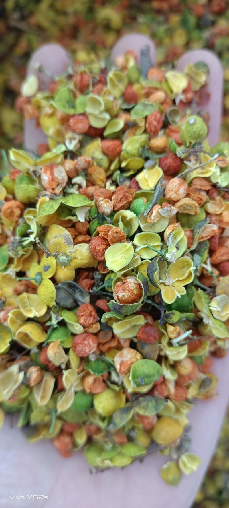 合欢花各种中草药批发药材我们只做正品给一个机会还一份信任